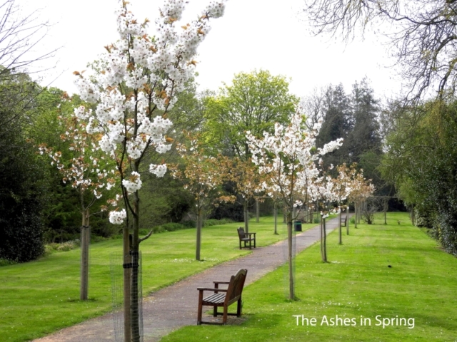 The Ashes in Spring
